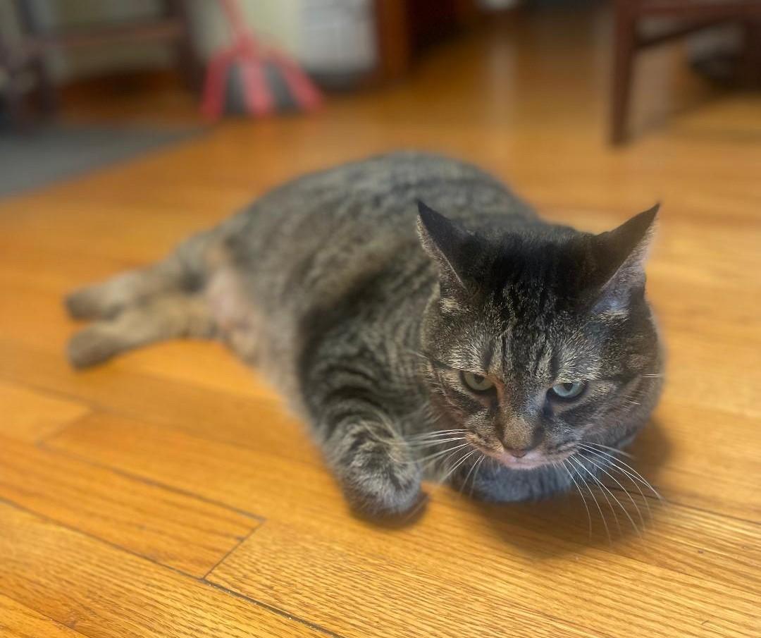 Nali (Cinna), an adoptable Tabby, Extra-Toes Cat / Hemingway Polydactyl in Sayreville, NJ, 08872 | Photo Image 3