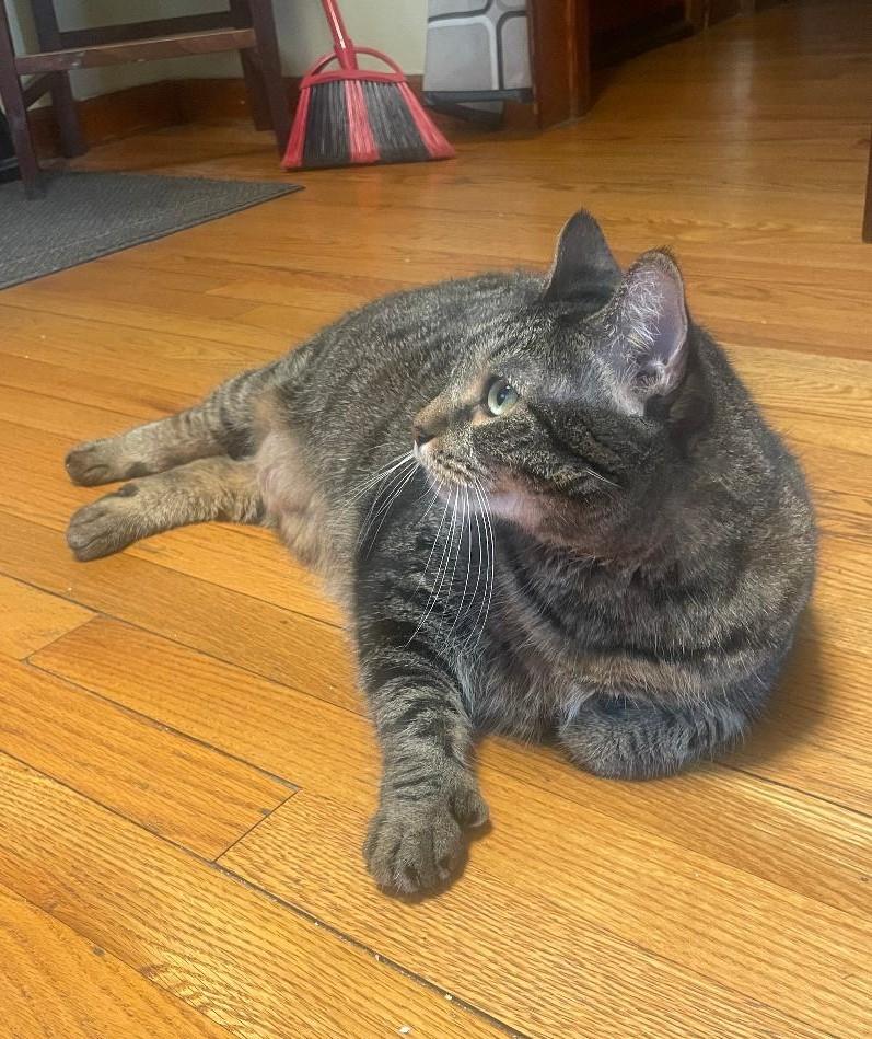 Nali (Cinna), an adoptable Tabby, Extra-Toes Cat / Hemingway Polydactyl in Sayreville, NJ, 08872 | Photo Image 6