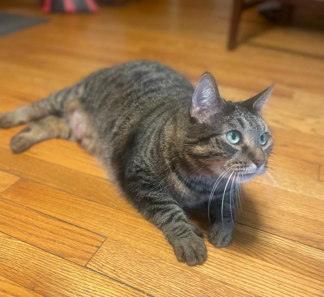 Nali (Cinna), an adoptable Tabby, Extra-Toes Cat / Hemingway Polydactyl in Sayreville, NJ, 08872 | Photo Image 1