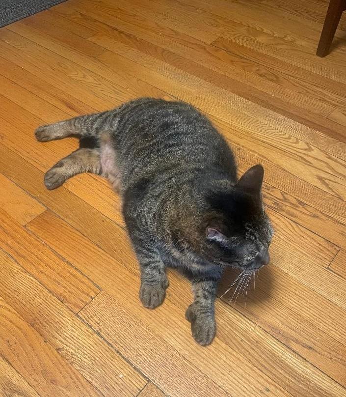 Nali (Cinna), an adoptable Tabby, Extra-Toes Cat / Hemingway Polydactyl in Sayreville, NJ, 08872 | Photo Image 5