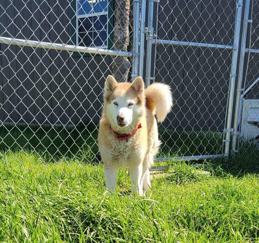 Enlarge Kimmy, a Adoptable Siberian Husky in Corsicana, TX image 1/4