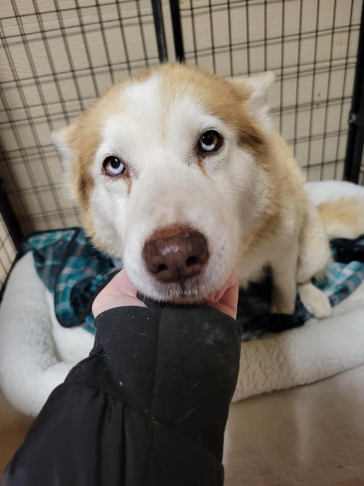 Enlarge Kimmy, a Adoptable Siberian Husky in Corsicana, TX image 2/4