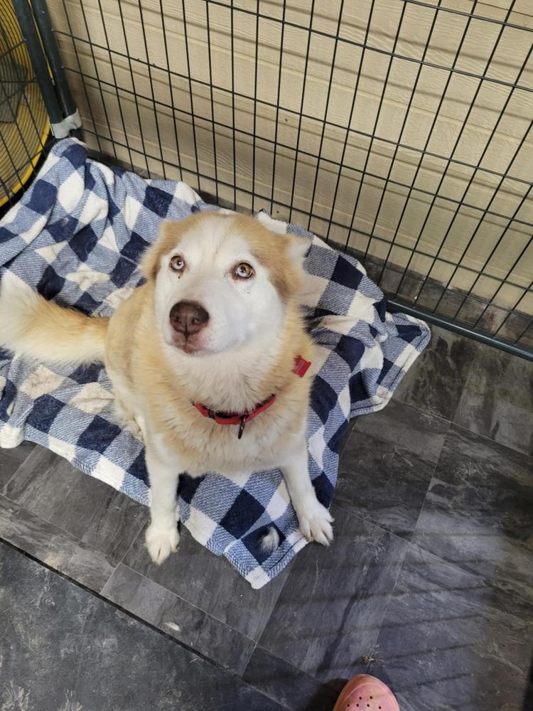 Enlarge Kimmy, a Adoptable Siberian Husky in Corsicana, TX image 3/4