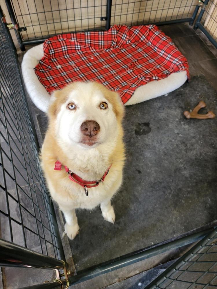 Enlarge Kimmy, a Adoptable Siberian Husky in Corsicana, TX image 4/4