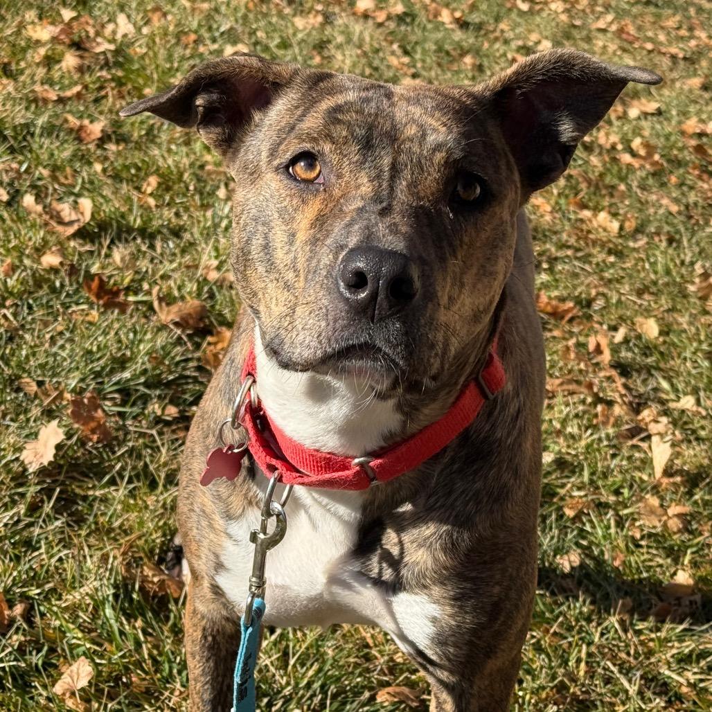 Peyton, Adoptable, Young Female Pit Bull Terrier.