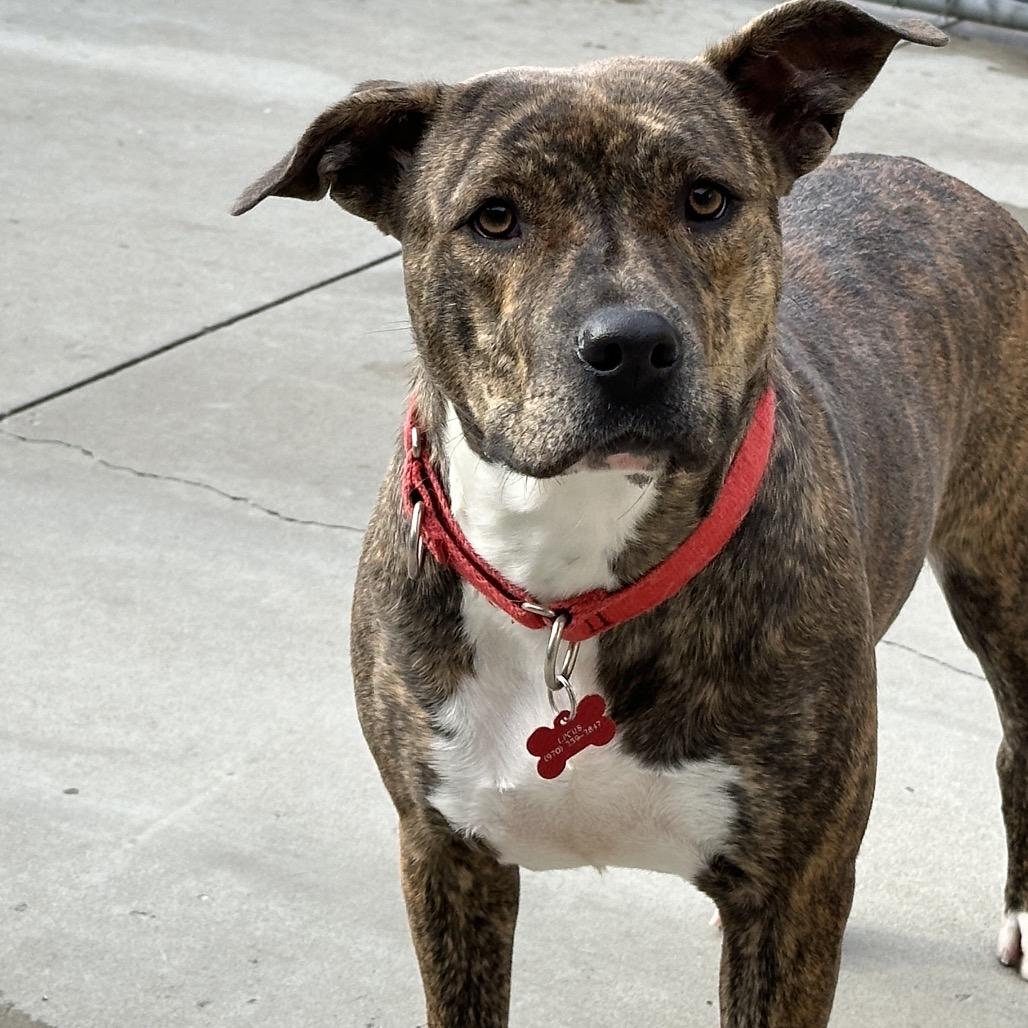 Enlarge Peyton, a Adoptable Pit Bull Terrier in Durango, CO image 2/6