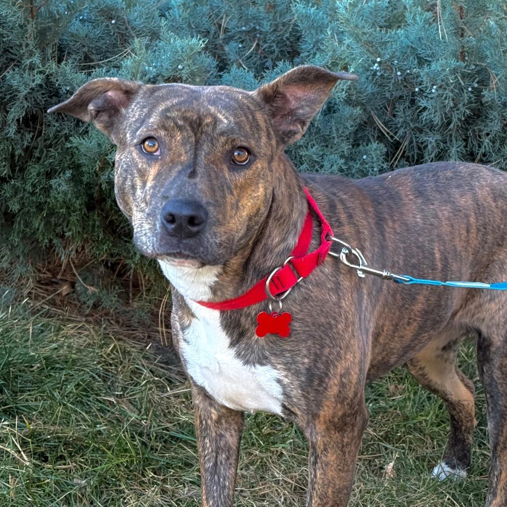 Enlarge Peyton, a Adoptable Pit Bull Terrier in Durango, CO image 3/6