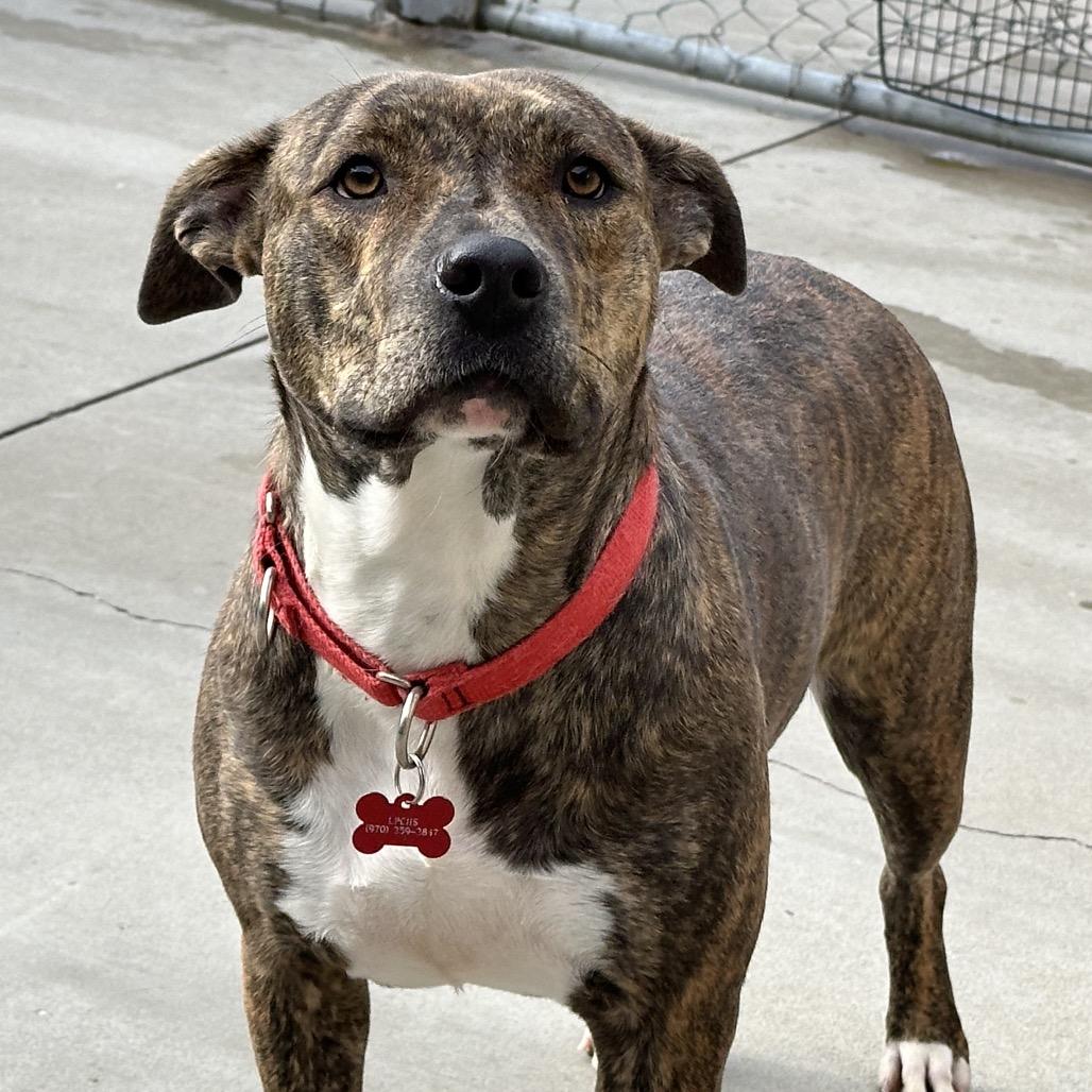 Enlarge Peyton, a Adoptable Pit Bull Terrier in Durango, CO image 4/6