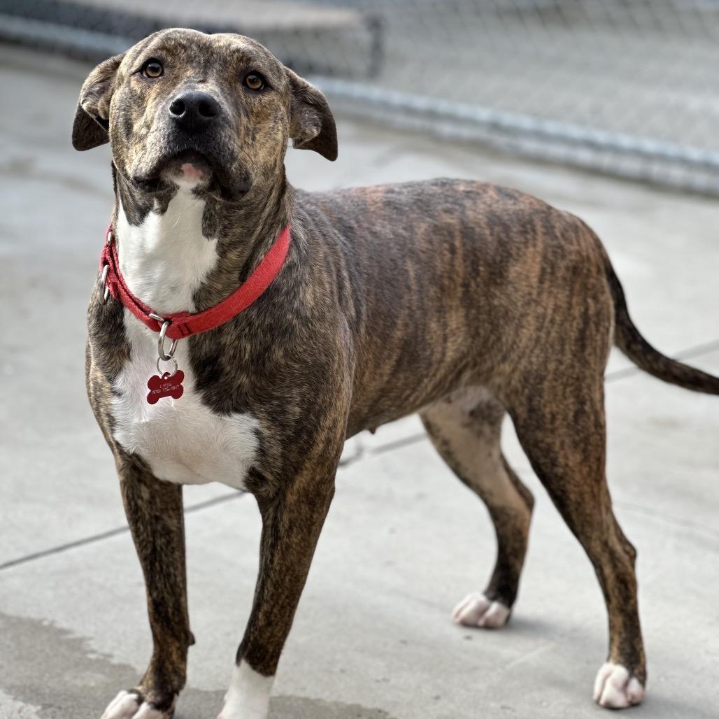 Enlarge Peyton, a Adoptable Pit Bull Terrier in Durango, CO image 5/6