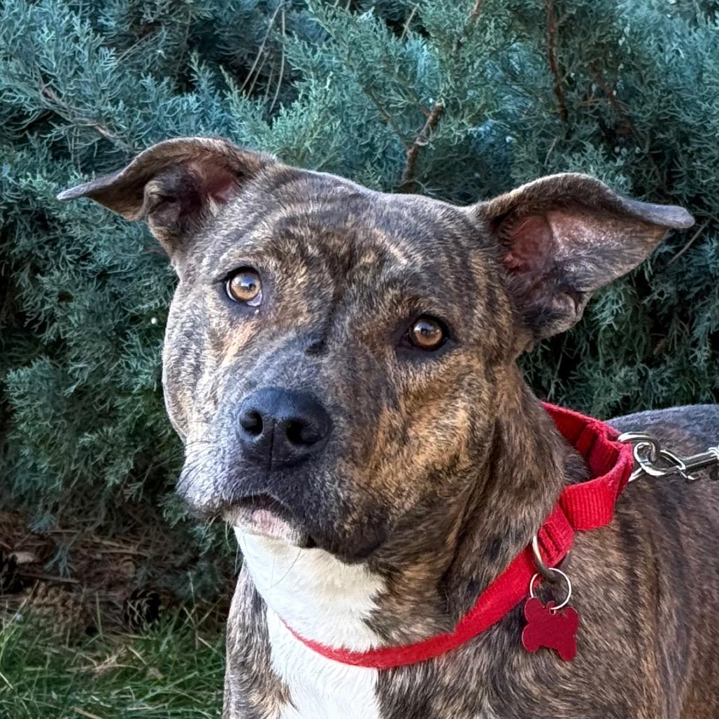 Enlarge Peyton, a Adoptable Pit Bull Terrier in Durango, CO image 6/6