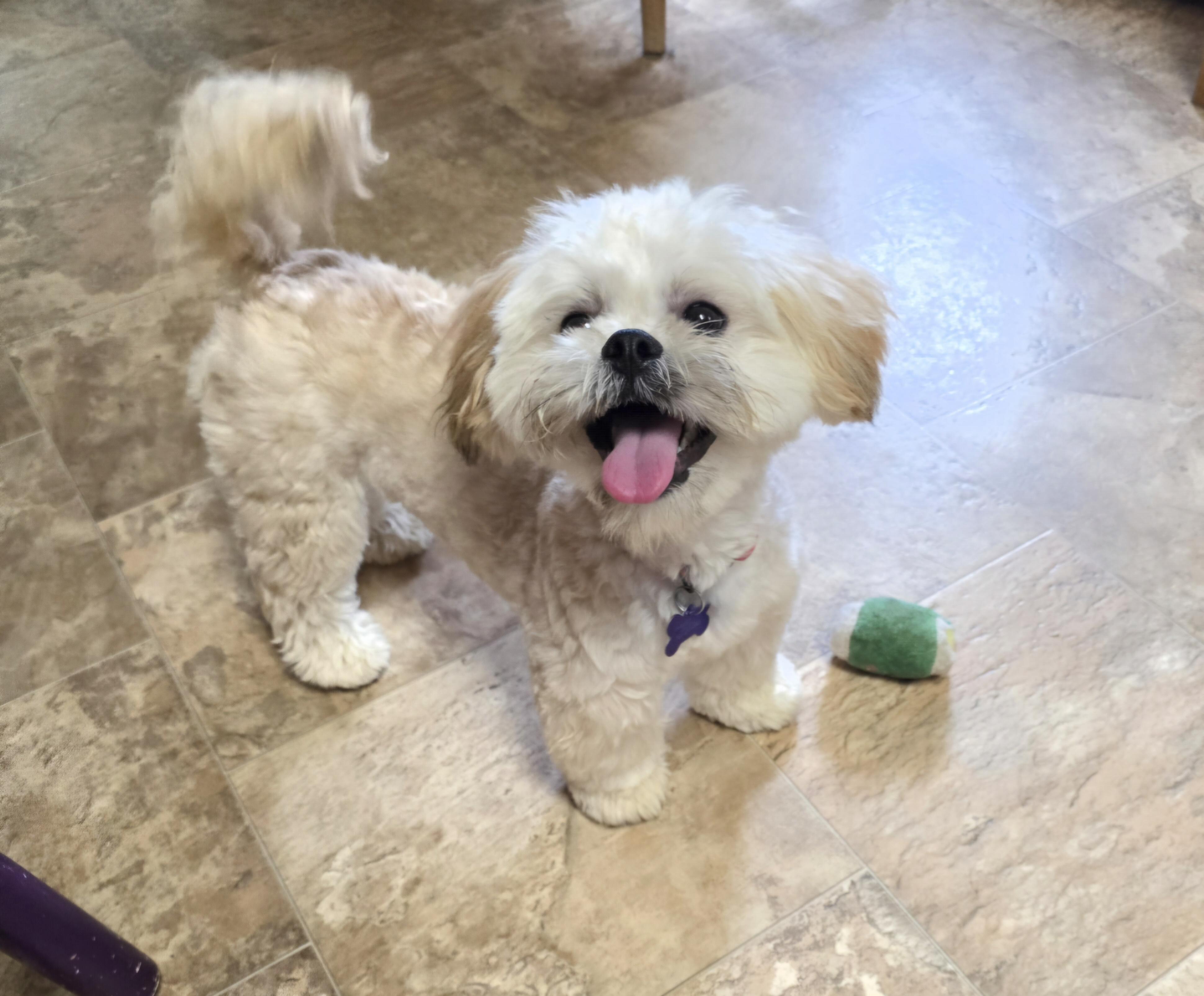 Enlarge Teddy-Applications pending, a ADOPTABLE mixed breed in Jamestown, ND image 3/6