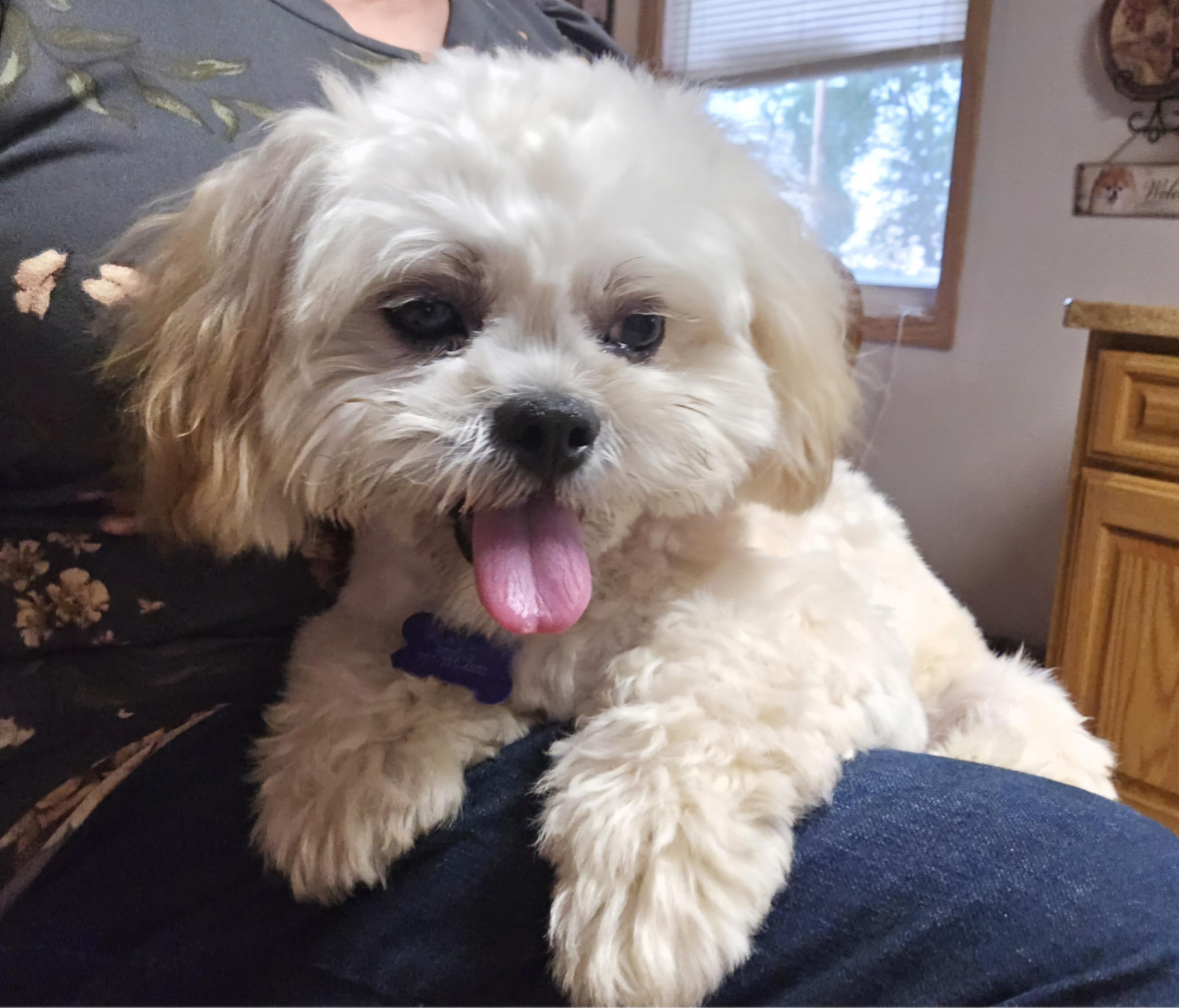 Enlarge Teddy-Applications pending, a ADOPTABLE mixed breed in Jamestown, ND image 4/6