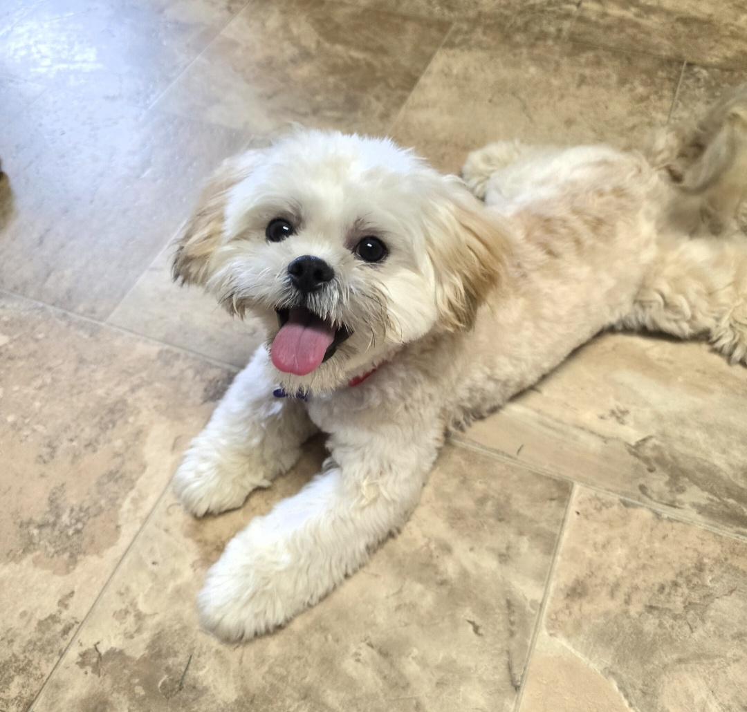 Teddy-Applications pending, ADOPTABLE, Young Male Maltese & Miniature Poodle.