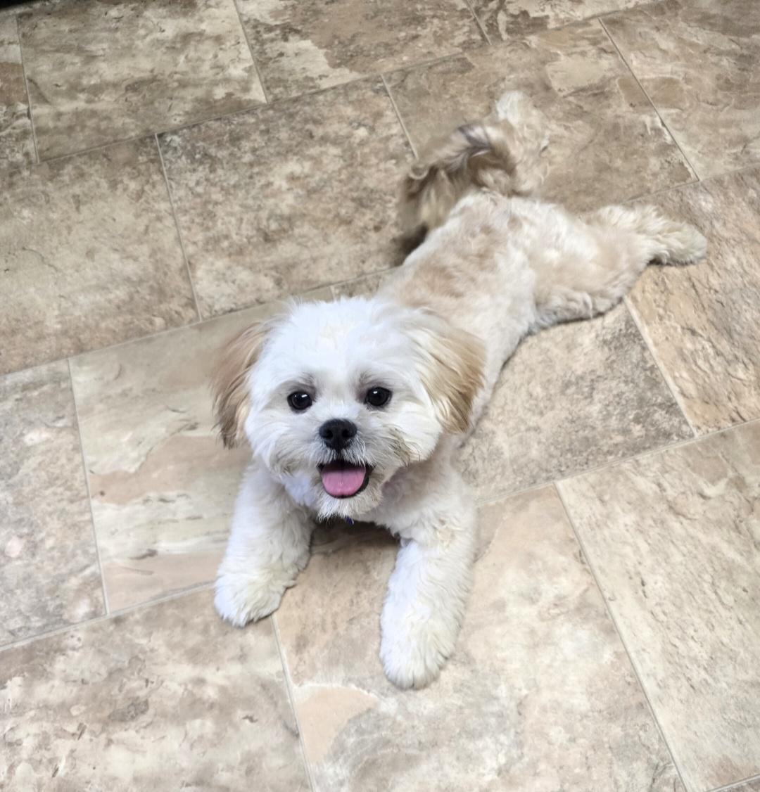Enlarge Teddy-Applications pending, a ADOPTABLE mixed breed in Jamestown, ND image 5/6