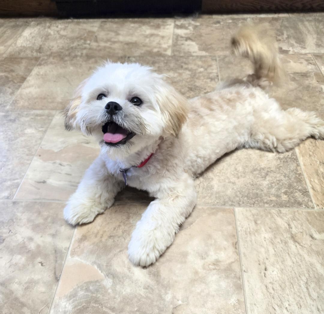 Enlarge Teddy-Applications pending, a ADOPTABLE mixed breed in Jamestown, ND image 6/6
