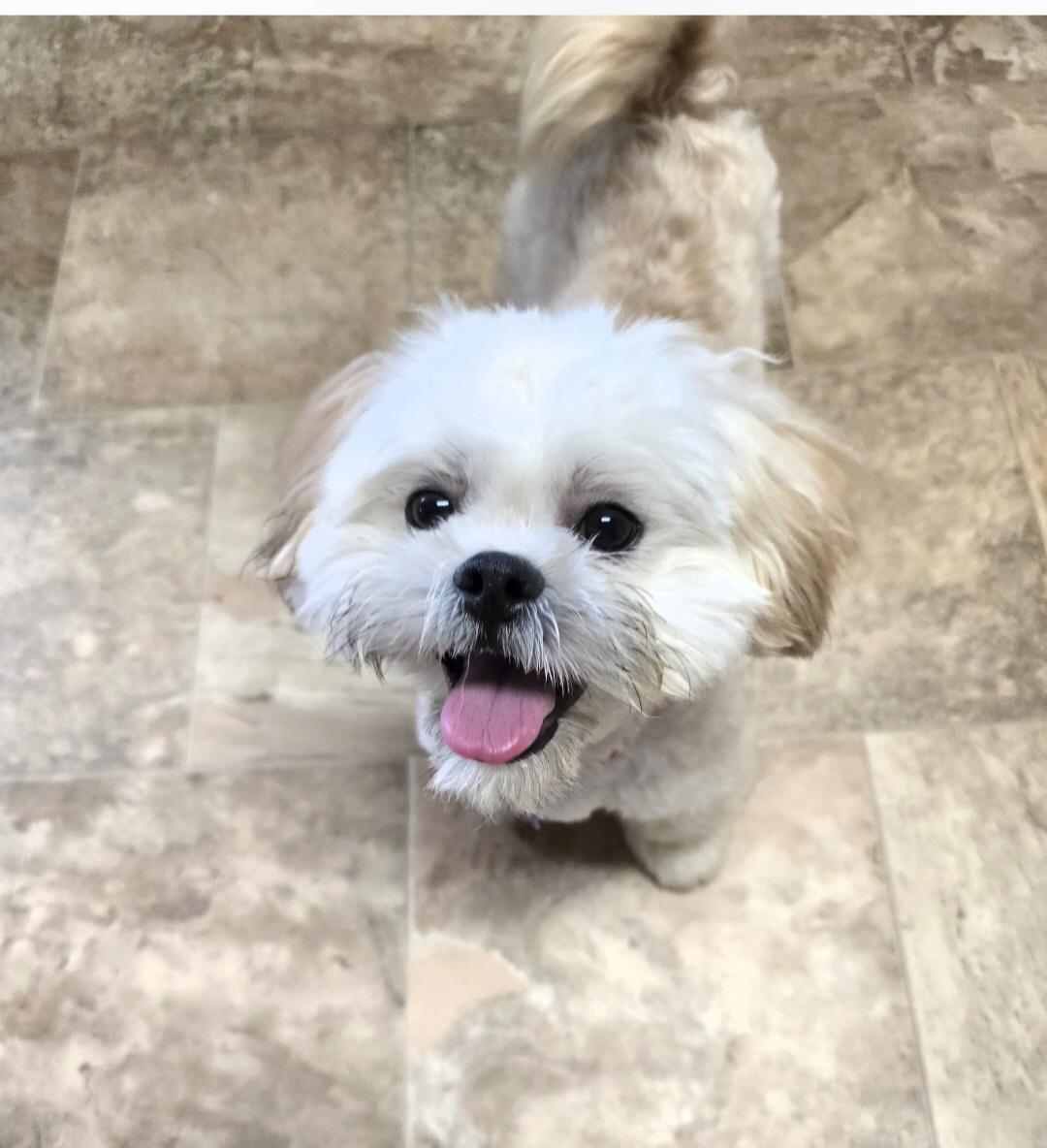 Enlarge Teddy-Applications pending, a ADOPTABLE mixed breed in Jamestown, ND image 2/6