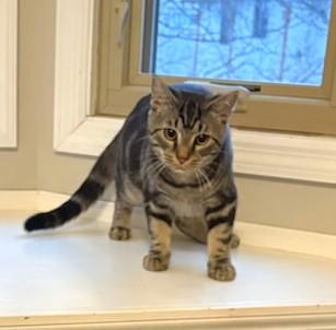 Enlarge Luc, a Adoptable Tabby in New Albany, OH image 4/4