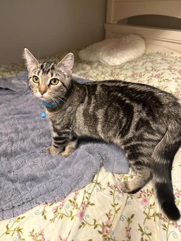 Luc, Adoptable, Kitten Male Tabby.