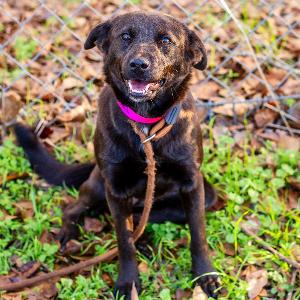 Mosquito Burrito thumbnail 2