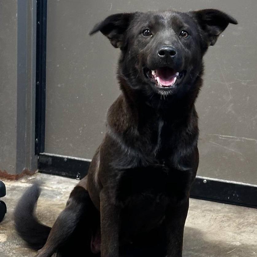 Mosquito Burrito thumbnail 3