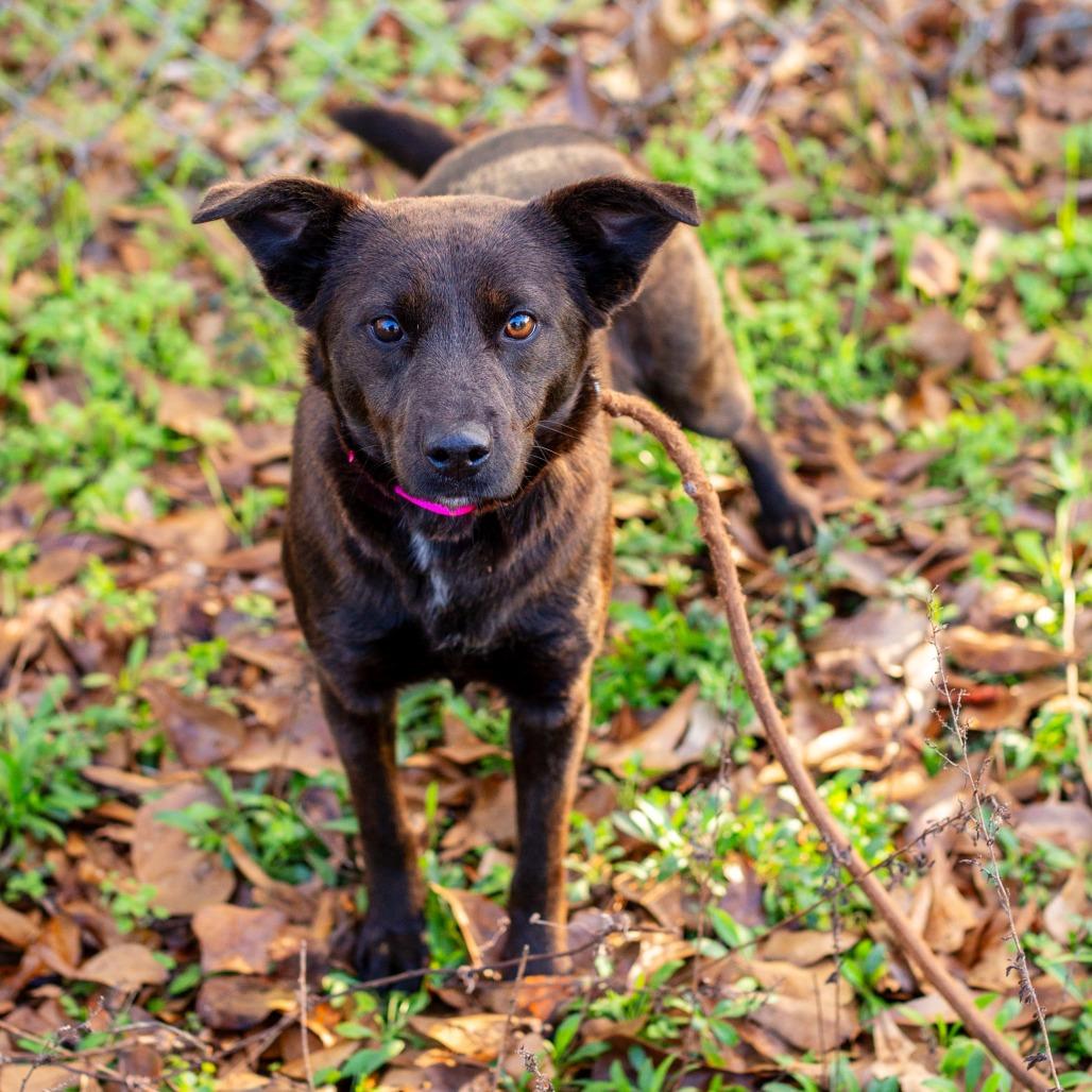 Mosquito Burrito thumbnail 4