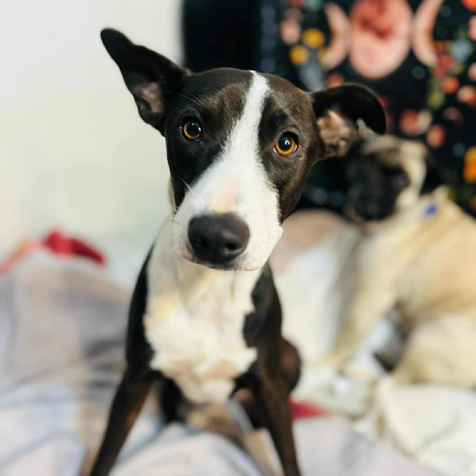 Penny