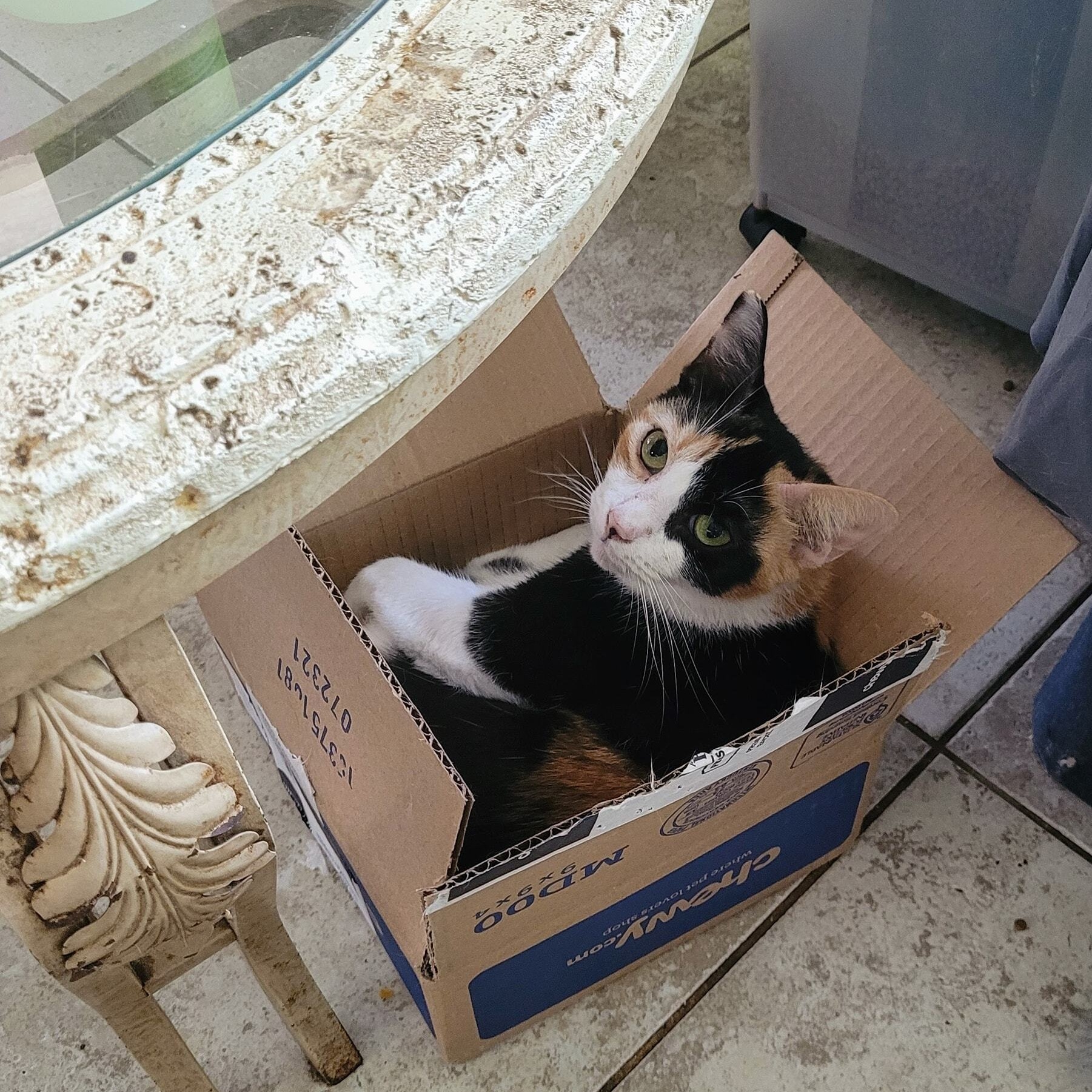 Rosalita, a Adoptable Domestic Short Hair in New Port Richey, FL image 5/7