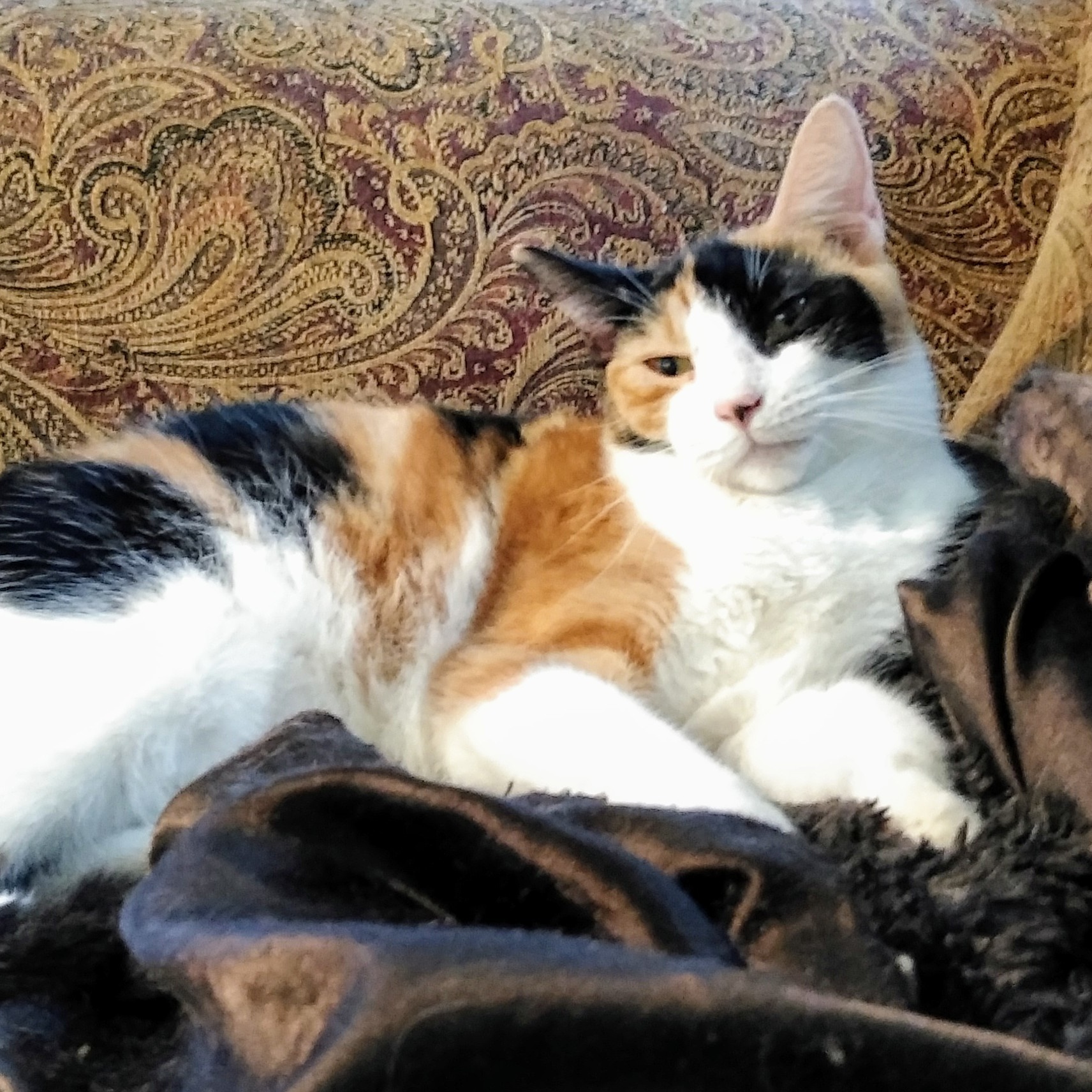 Rosalita, a Adoptable Domestic Short Hair in New Port Richey, FL image 1/7