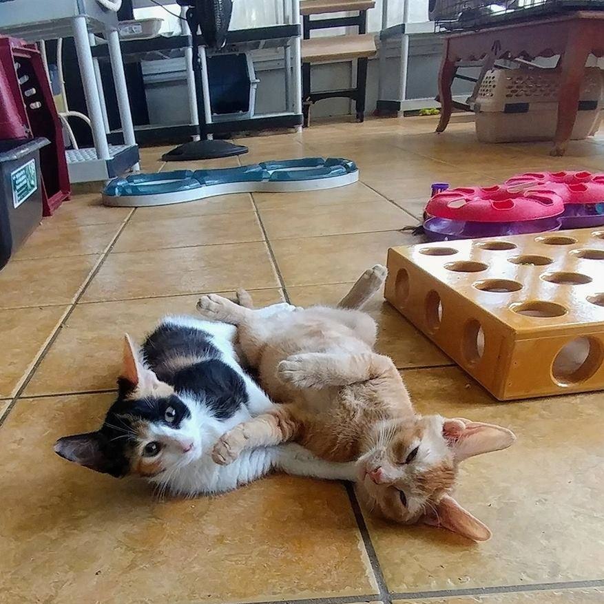 Rosalita, a Adoptable Domestic Short Hair in New Port Richey, FL image 6/7