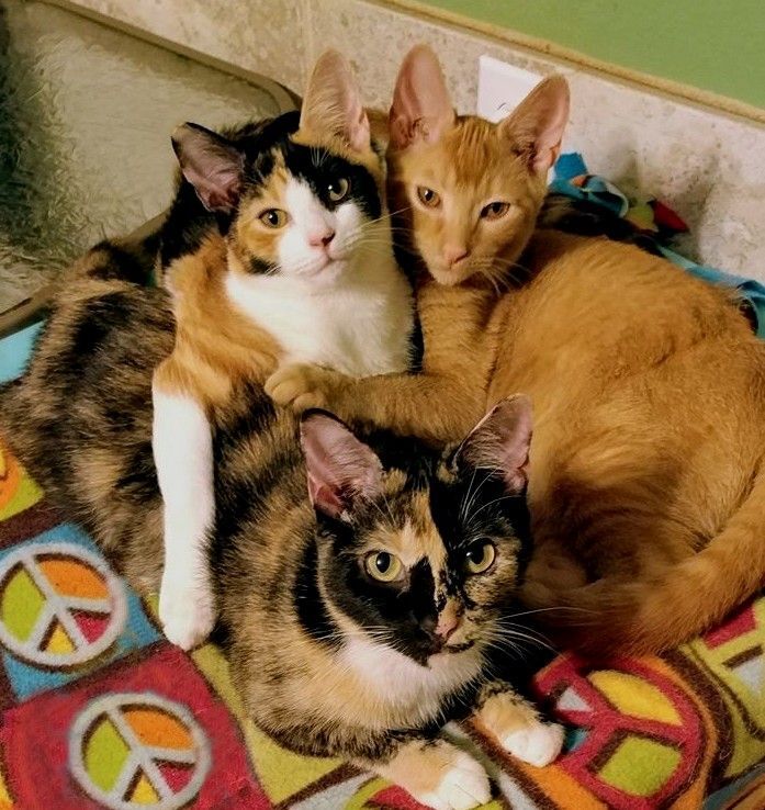 Enlarge Rosalita, a Adoptable Domestic Short Hair in New Port Richey, FL image 7/7