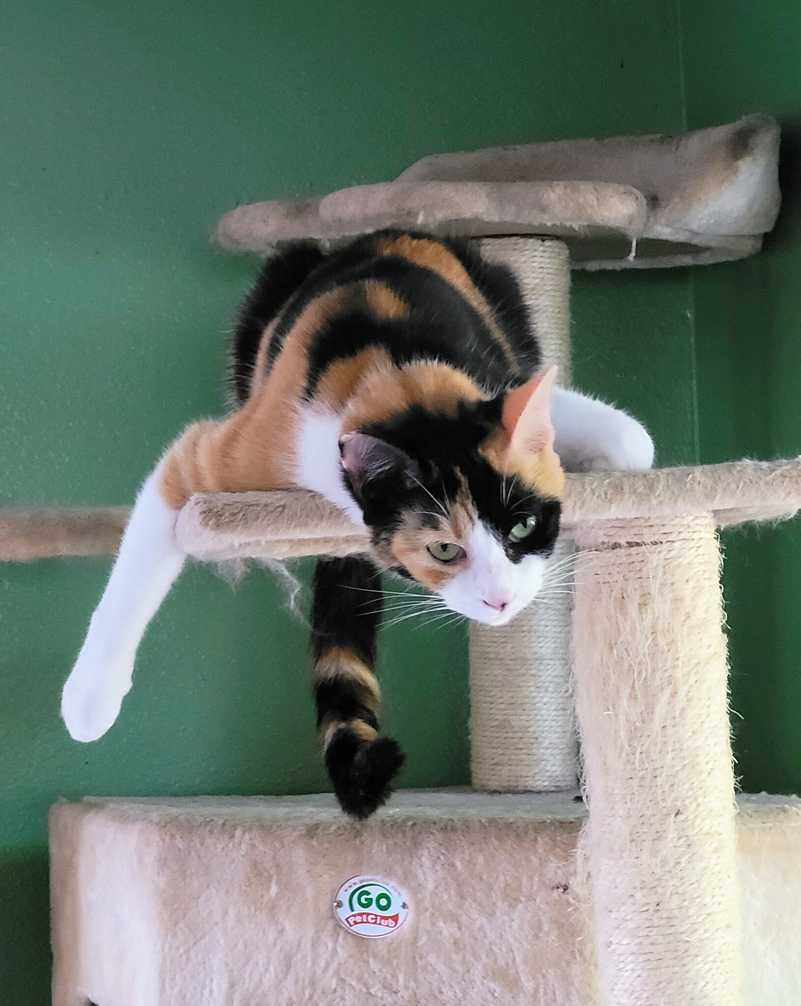 Rosalita, a Adoptable Domestic Short Hair in New Port Richey, FL image 4/7