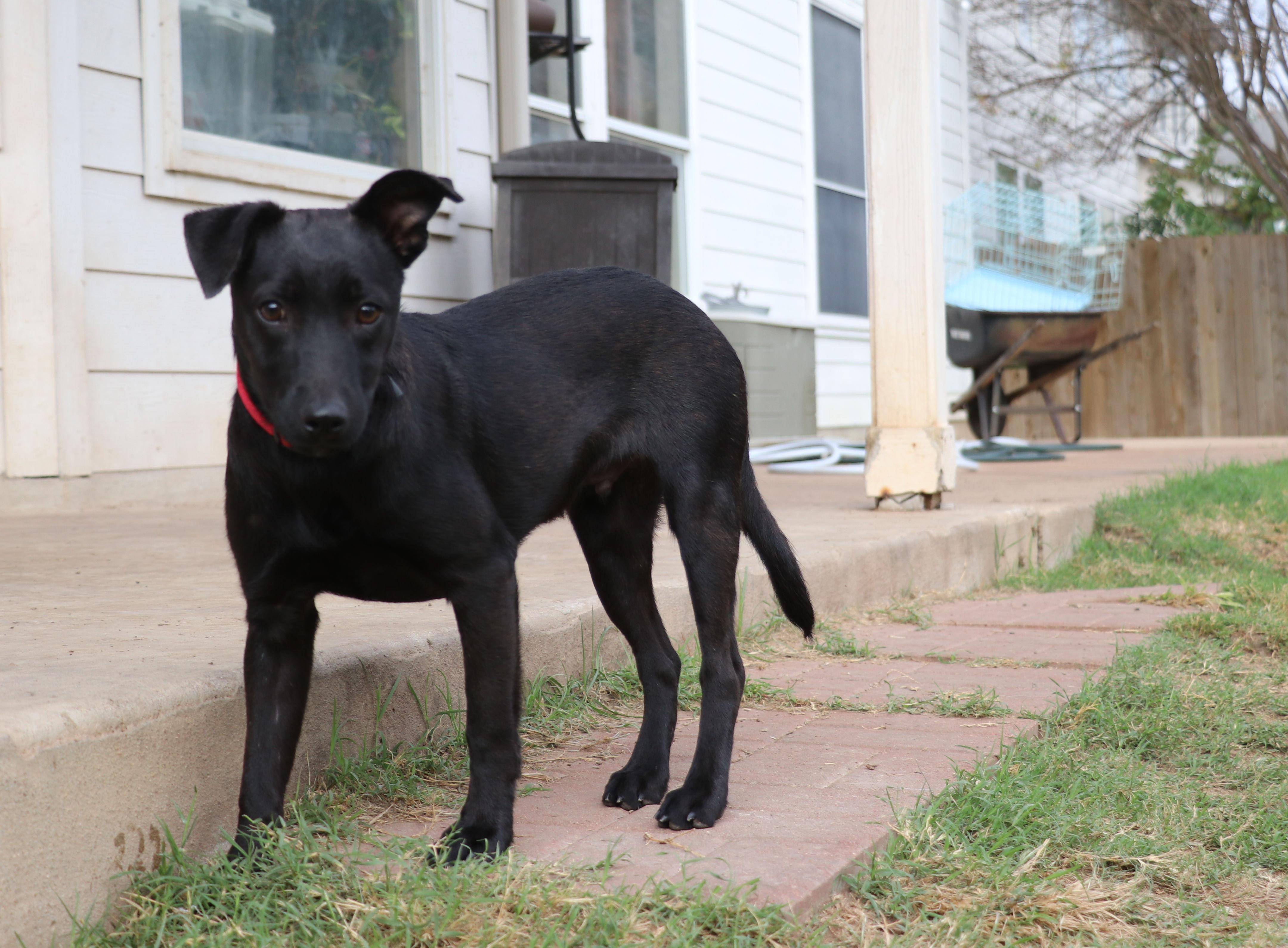 Little Black Dog, adopted, Puppy Male Mixed Breed.
