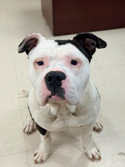 Enlarge Sonic , a ADOPTABLE mixed breed in Clayton, NJ image 1/1