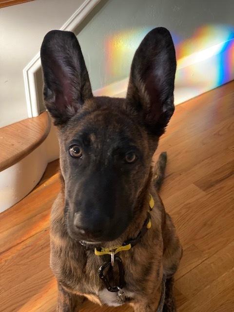 Leo in CA, a Adoptable mixed breed in Imlay City, MI image 1/2