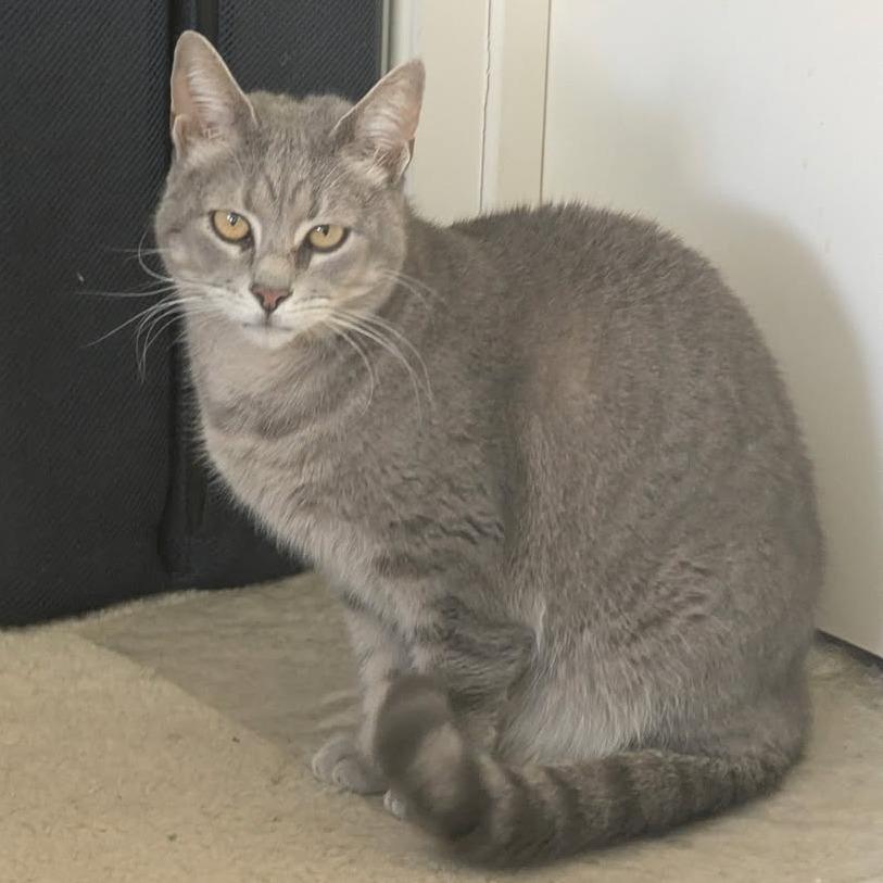 Enlarge 0123-106 Pop, a Adoptable Domestic Short Hair in Abingdon, MD image 1/6