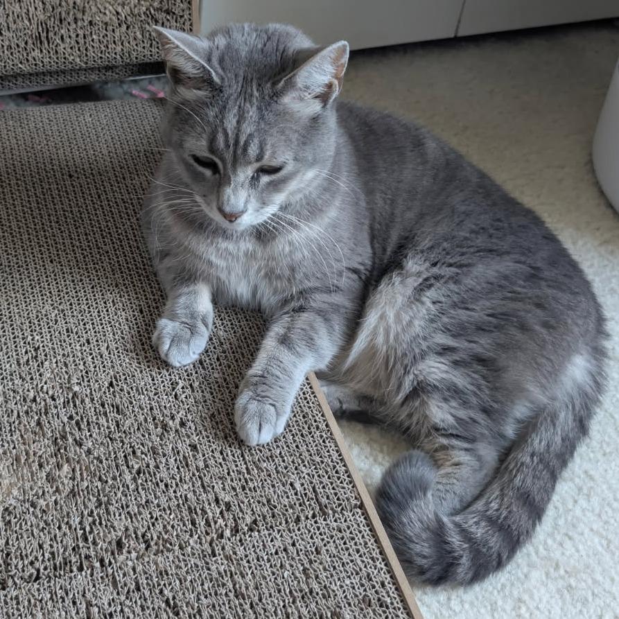 Enlarge 0123-106 Pop, a Adoptable Domestic Short Hair in Abingdon, MD image 2/6