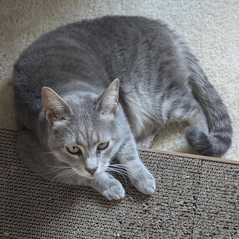 Enlarge 0123-106 Pop, a Adoptable Domestic Short Hair in Abingdon, MD image 3/6