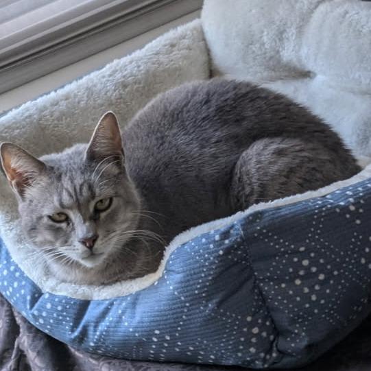 Enlarge 0123-106 Pop, a Adoptable Domestic Short Hair in Abingdon, MD image 4/6