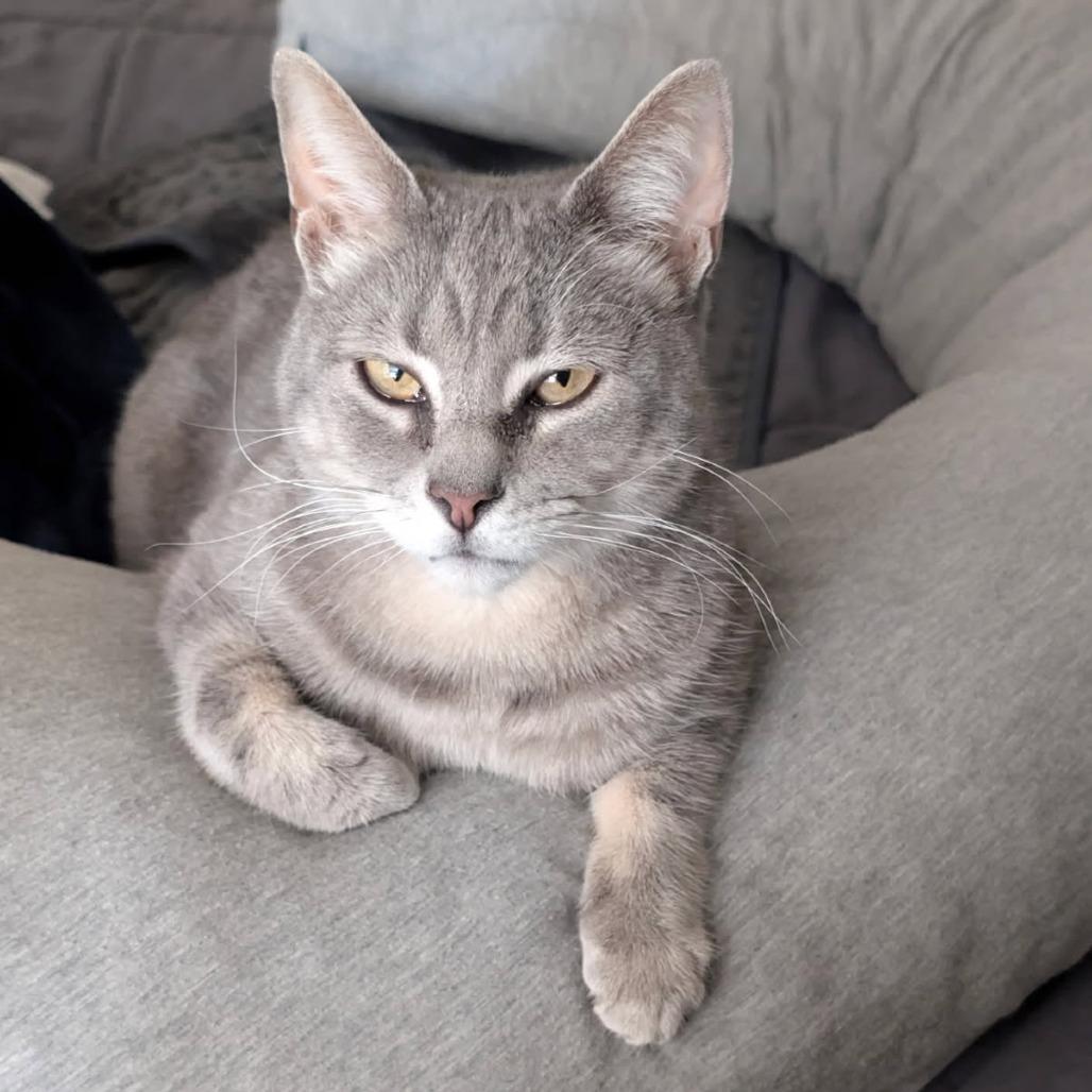 Enlarge 0123-106 Pop, a Adoptable Domestic Short Hair in Abingdon, MD image 5/6