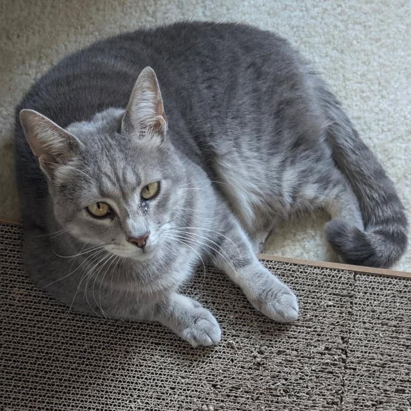 Enlarge 0123-106 Pop, a Adoptable Domestic Short Hair in Abingdon, MD image 6/6