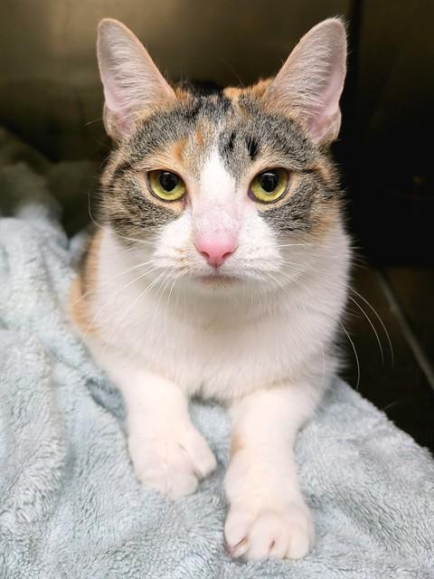 GLACIER, Adoptable, Young Female Domestic Short Hair.