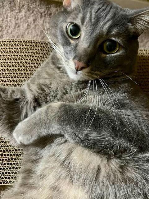 Raider, Adoptable, Adult Male Domestic Short Hair.