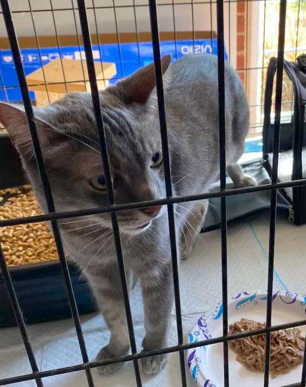 Enlarge Raider, a Adoptable Domestic Short Hair in Castro Valley, CA image 2/3