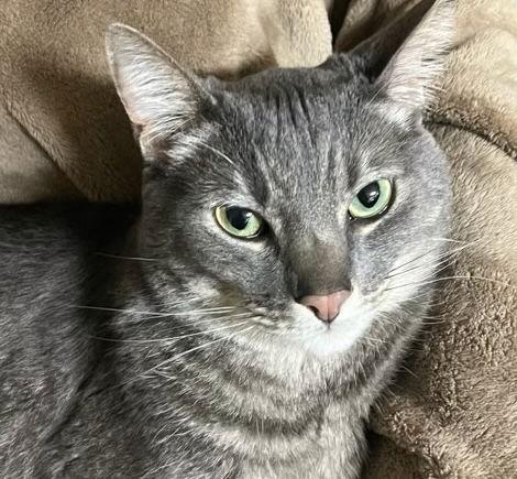 Enlarge Raider, a Adoptable Domestic Short Hair in Castro Valley, CA image 3/3