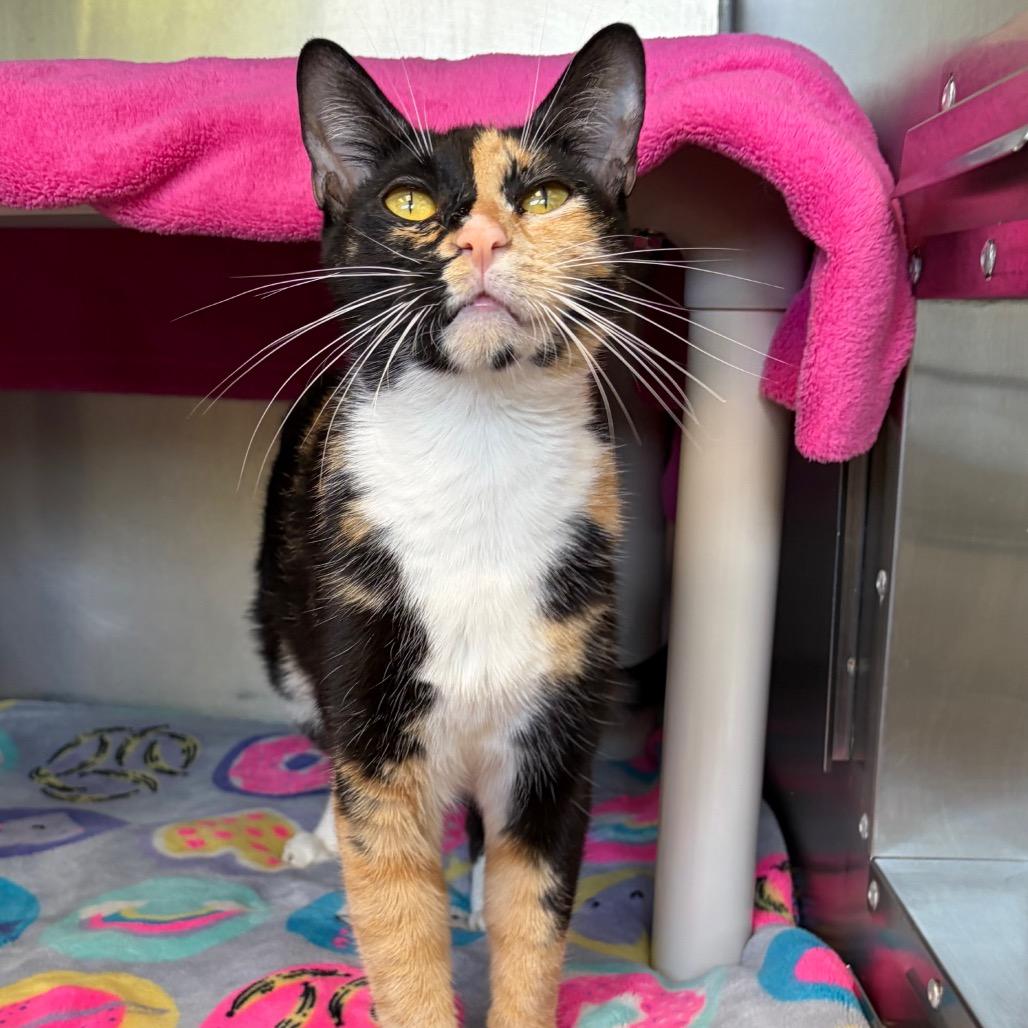 Bonita, Adoptable, Adult Female Domestic Short Hair.