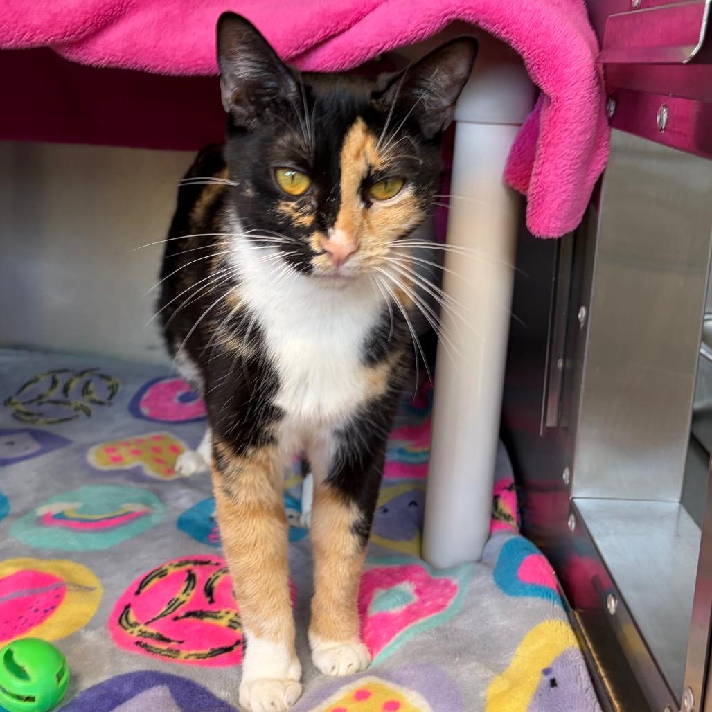 Bonita, a Adoptable Domestic Short Hair in Keizer, OR image 2/3