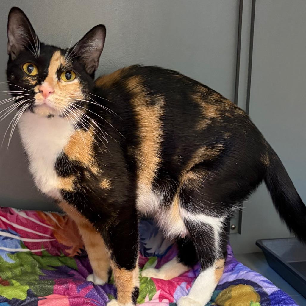 Bonita, a Adoptable Domestic Short Hair in Keizer, OR image 3/3