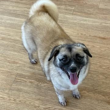 HERA, a Adoptable mixed breed in Duluth, GA image 2/6