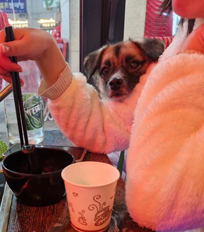 HERA, a Adoptable mixed breed in Duluth, GA image 3/6