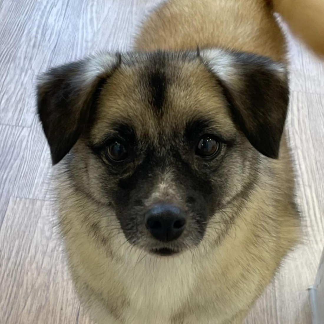 HERA, Adoptable, Adult Female Mixed Breed.